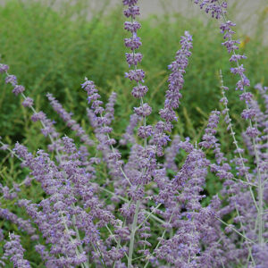 Russian Sage flowers