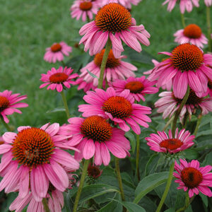 Ruby Star&trade; Coneflower flowers
