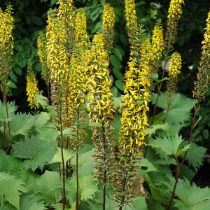 The Rocket Rayflower flowers