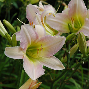 Catherine Woodbury Daylily flowers