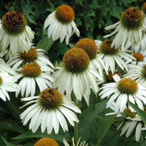 White Swan Coneflower flowers