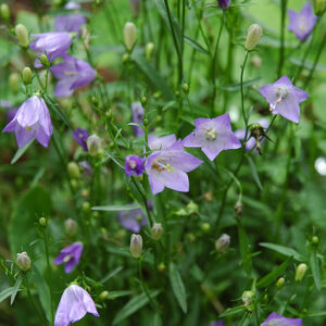 Olympica Bluebells flowers