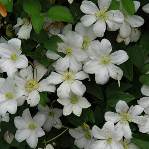 Huldine Clematis flowers