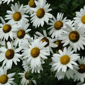 Alaska Shasta Daisy flowers