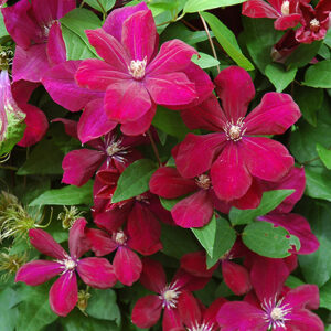 Rouge Cardinal Clematis flowers