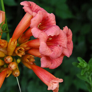 Trumpetvine flowers
