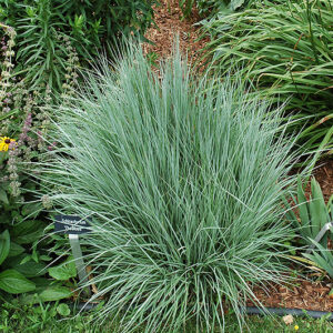 The Blues Bluestem