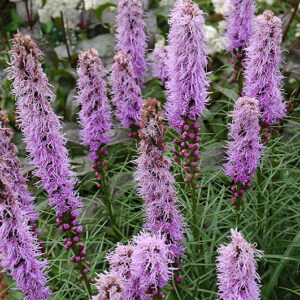 Kobold Blazing Star flowers