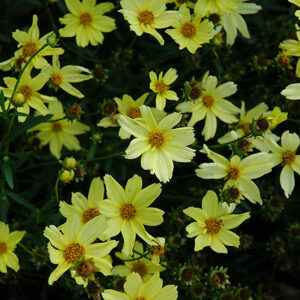 Creme Brulee Tickseed flowers