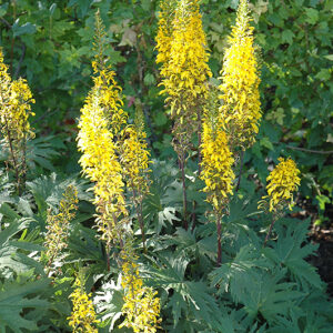 Przewalsky Rayflower flowers
