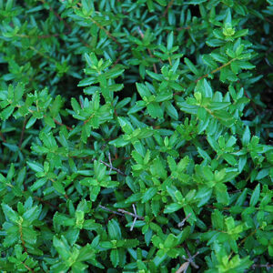 Cliff Green foliage