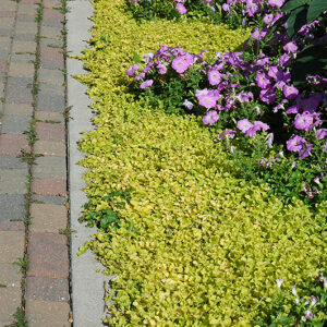 Golden Creeping Jenny