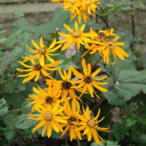 Desdemona Rayflower flowers