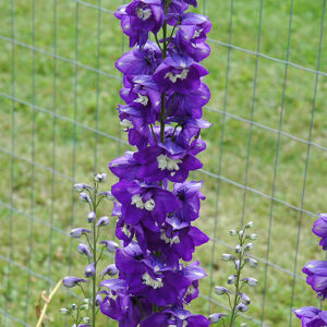Magic Fountains Dark Blue White Bee Larkspur flowers