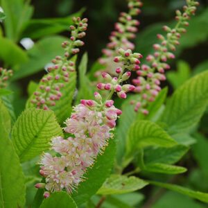 Ruby Spice Summersweet flowers