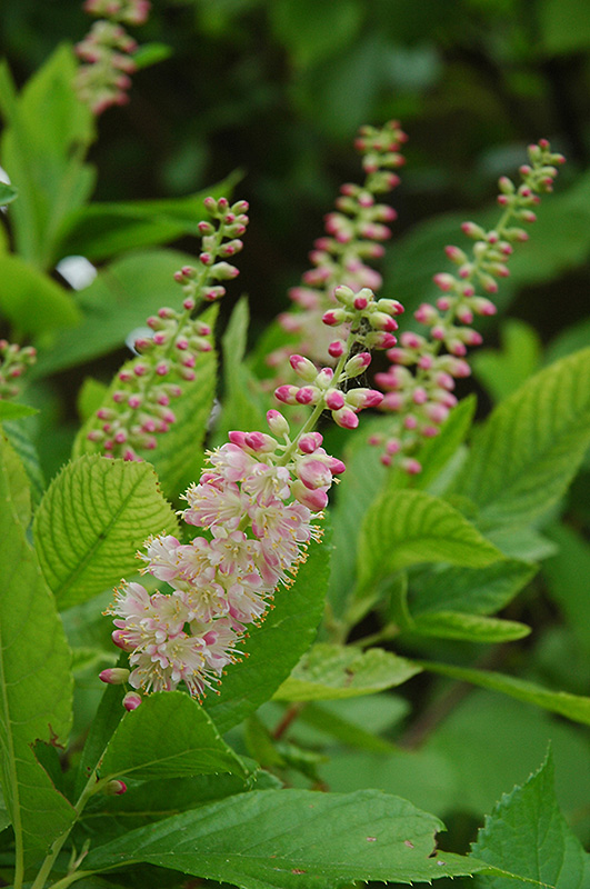 Ruby Spice Summersweet flowers