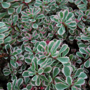 Tricolor Stonecrop foliage