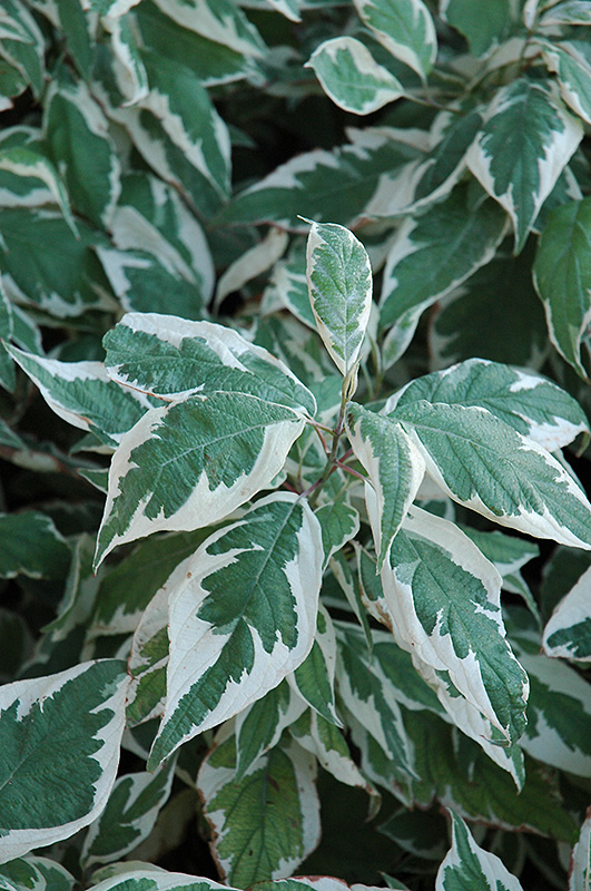 Ivory Halo Dogwood foliage