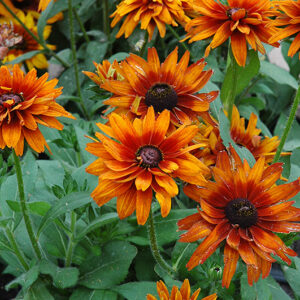 Cherokee Sunset Coneflower flowers
