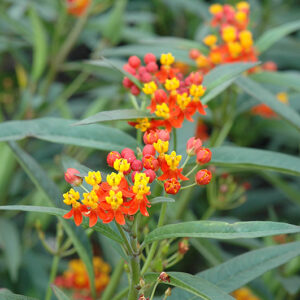 Red Butterfly Milkweed flowers