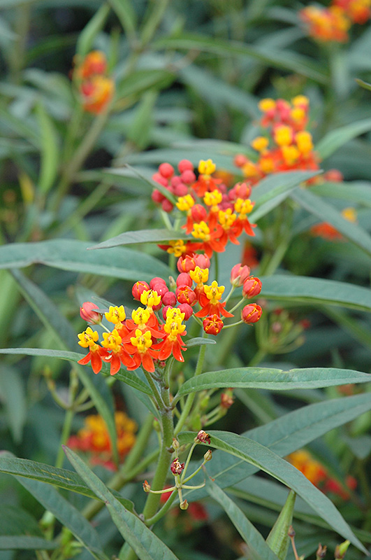 Red Butterfly Milkweed flowers