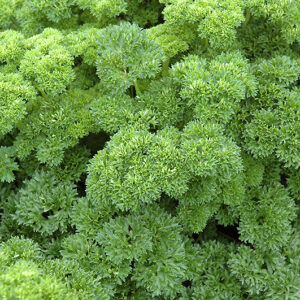 Parsley foliage