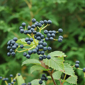 Blue Muffin&reg; Viburnum fruit