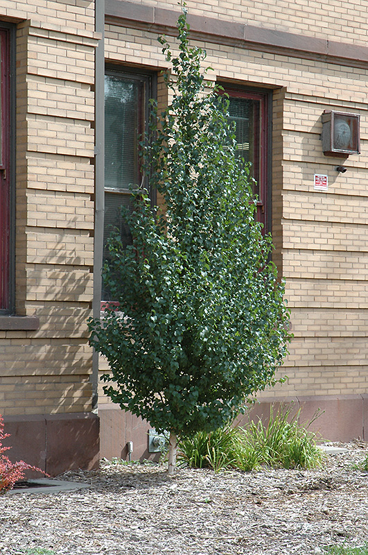 Dakota Pinnacle Japanese White Birch