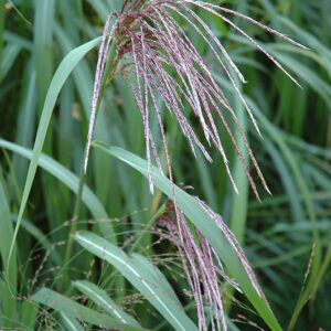 Maiden Grass fruit