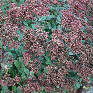 Matrona Stonecrop flowers