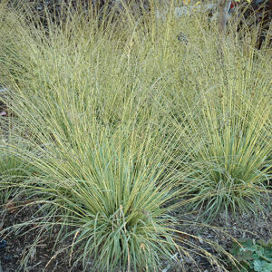Variegated Moor Grass