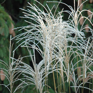 Graziella Maiden Grass fruit
