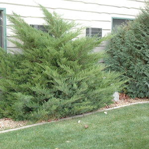 Mint Julep Juniper