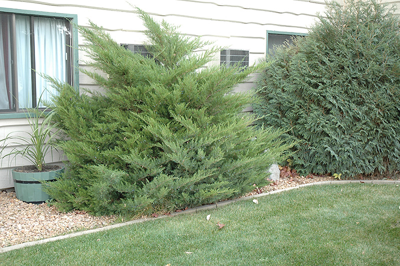 Mint Julep Juniper