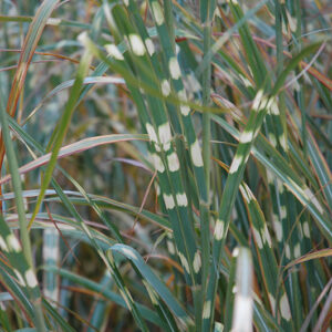 Zebra Grass foliage