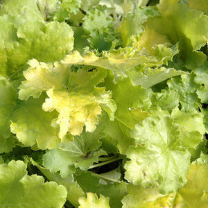 Lime Rickey Coral Bells foliage