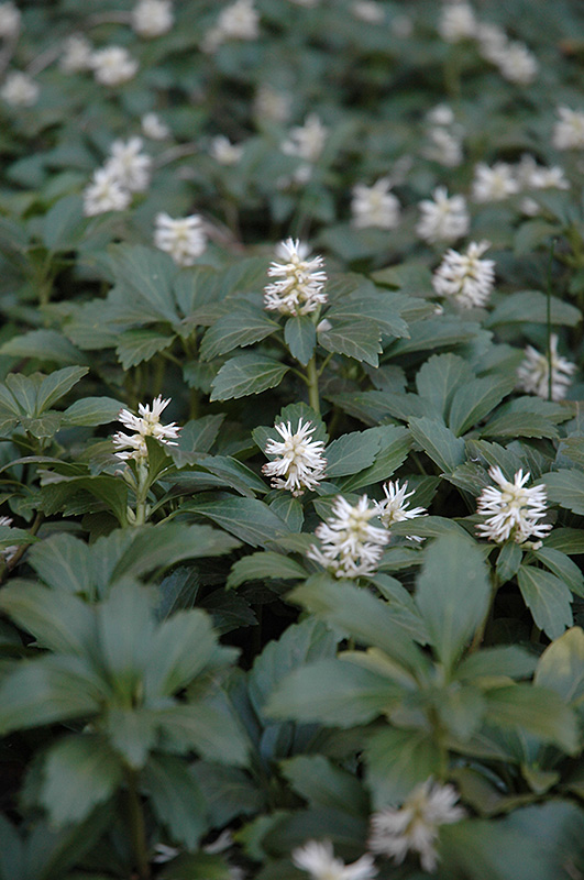 Japanese Spurge flowers