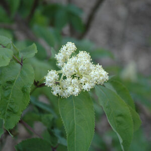 American Elder flowers
