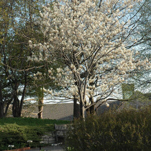 Cumulus Serviceberry in bloom