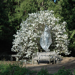 Royal Star Magnolia in bloom