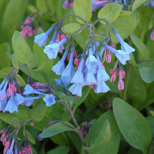 Virginia Bluebells flowers