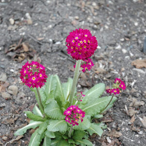 Ronsdorf Mix Purple Primrose in bloom
