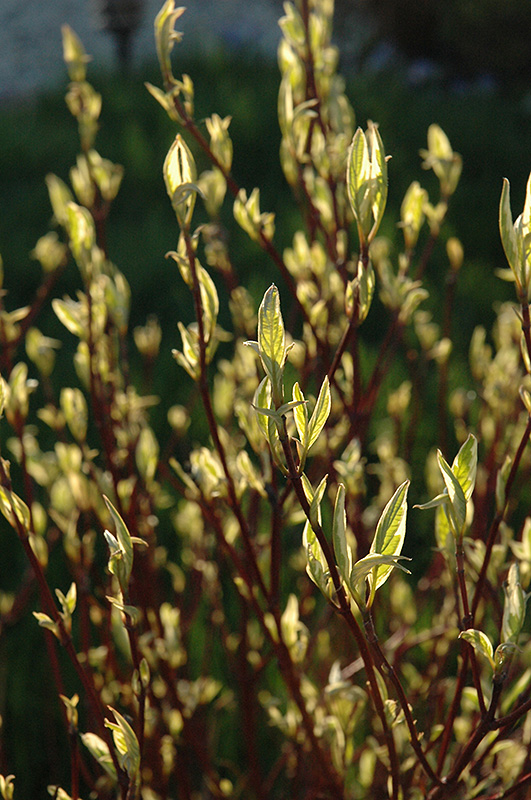 Ivory Halo Dogwood in spring