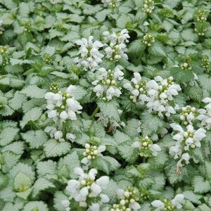 White Nancy Spotted Dead Nettle flowers
