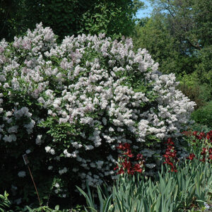 Miss Kim Lilac in bloom