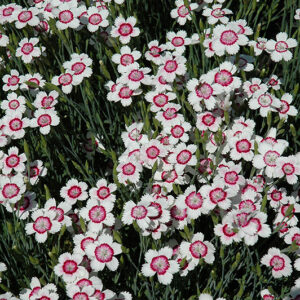 Arctic Fire Maiden Pinks flowers