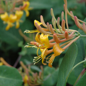 Mandarin Trumpet Honeysuckle flowers