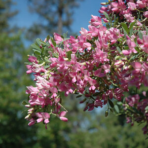 Saltbush flowers