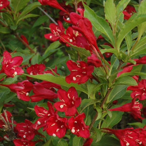 Red Prince Weigela flowers