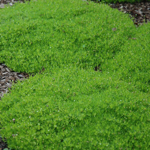Irish Moss
